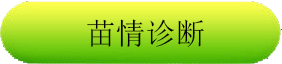 冬小麦but