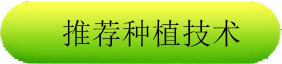 冬小麦but