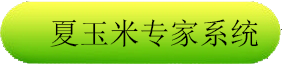 夏玉米but